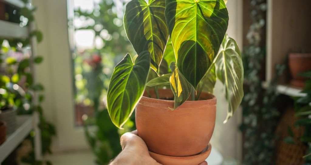 Um vaso de planta com folhas verdes vibrantes na mão, dentro de casa com luz solar.