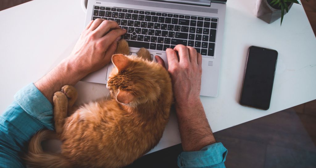 Pessoa trabalhando de casa com notebook e gato no colo, simbolizando a crescente busca dos consumidores por artigos pets, que estão entre os melhores produtos para vender na internet.