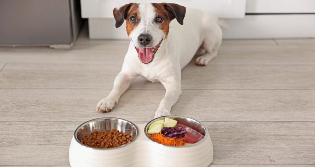 Pet de estimação ao lado de alimentos saudáveis, destacando artigos para pets como opção de o que vender para ganhar dinheiro em um mercado em crescimento.