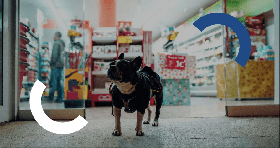 buldogue francês com roupa em pet shop com prateleiras de produtos ao fundo.